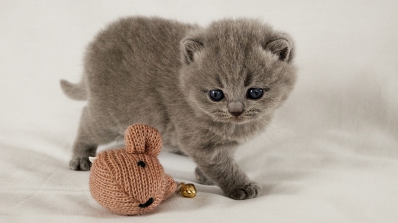 scottish-fold-kitten