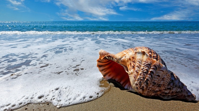 sea-shell